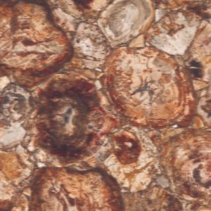 Petrified Wood